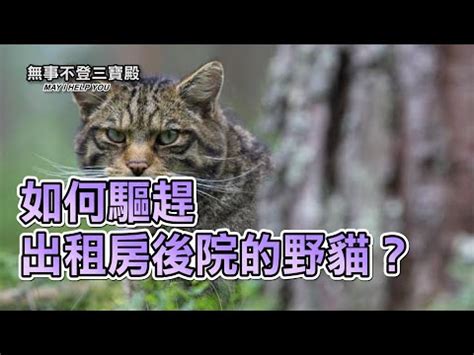 驅趕貓咪|如何讓野貓離開？氣味驅離法必學攻略 